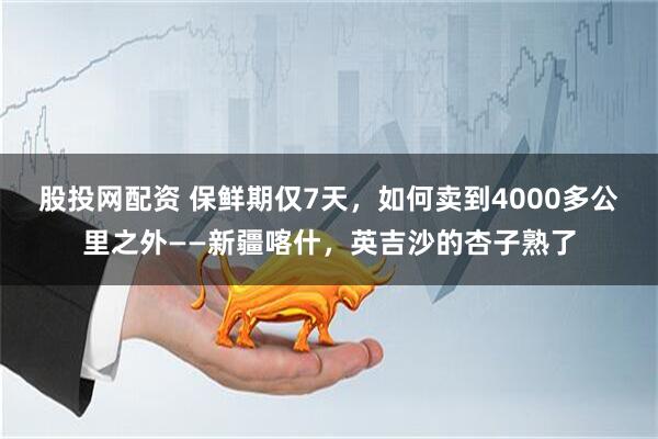 股投网配资 保鲜期仅7天，如何卖到4000多公里之外——新疆喀什，英吉沙的杏子熟了