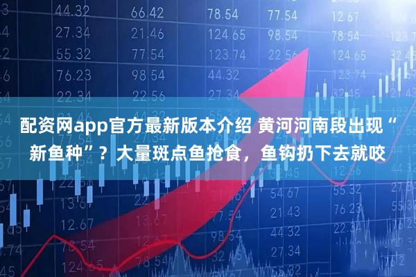 配资网app官方最新版本介绍 黄河河南段出现“新鱼种”？大量斑点鱼抢食，鱼钩扔下去就咬
